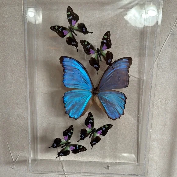 Vibrant Blue and Black Butterfly Art
